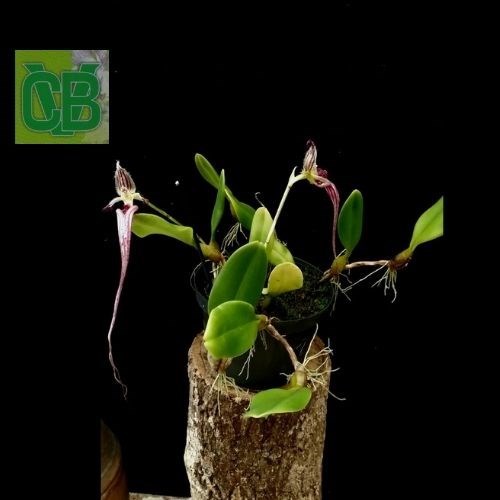 Bulbophyllum putidum