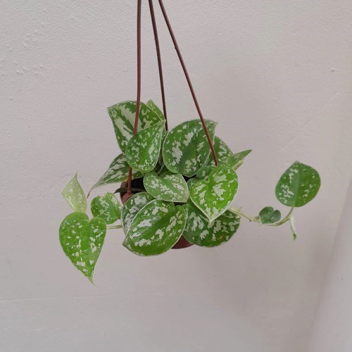 Folhagem Jiboia Prateada (Scindapsus pictus) no Vaso Cuia