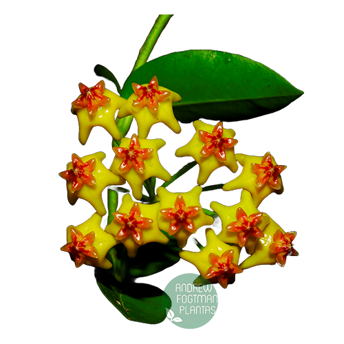 Flor de cera Hoya densifolia muda enraizada no pote nº 6