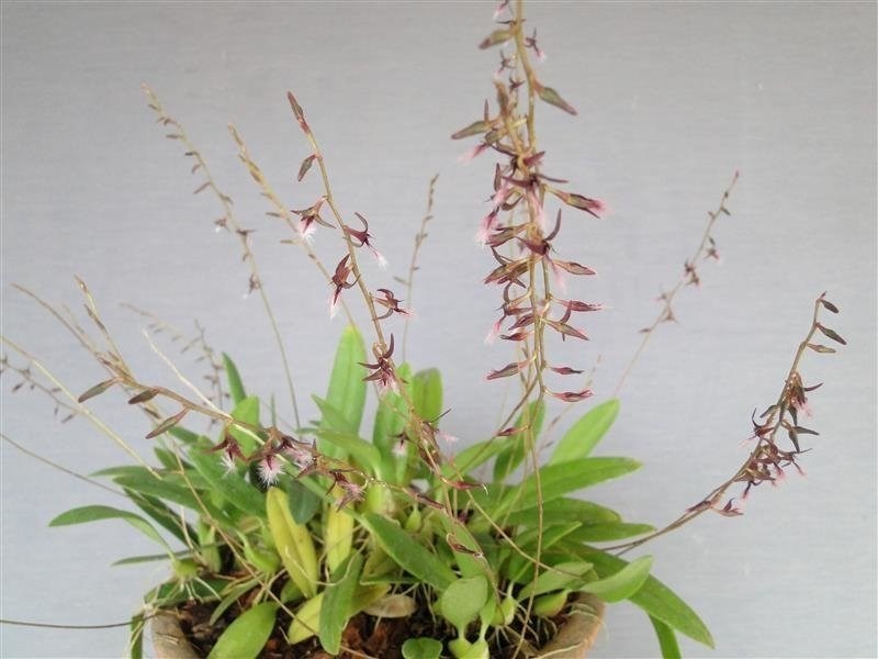 Orquídea Bulbophyllum miniatum