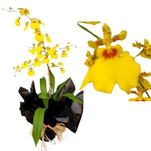 Orquídea Chuva de Ouro para Presente Dia das Mães