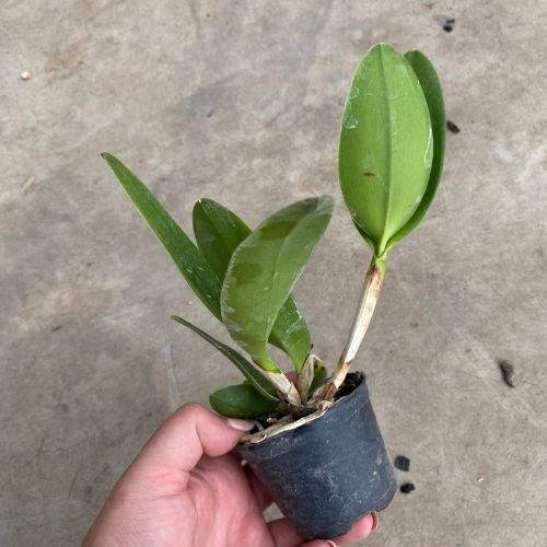 L.C. Penny Hellen Kudos