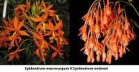 Epidendrum ( macrocarpum x embreei )