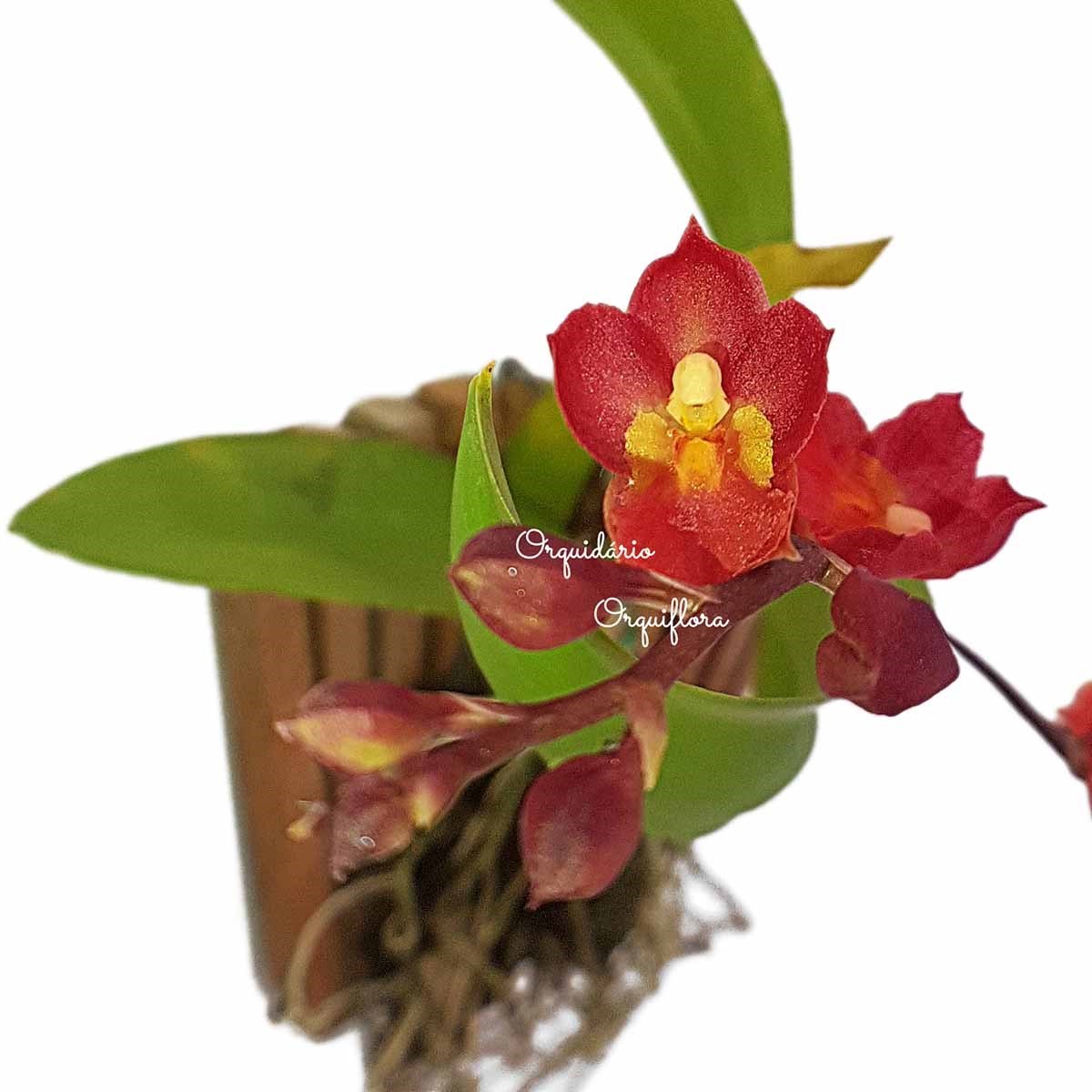 Orquídea Flor Vermelha Rodricidium (Howeara) "Lava Burst"