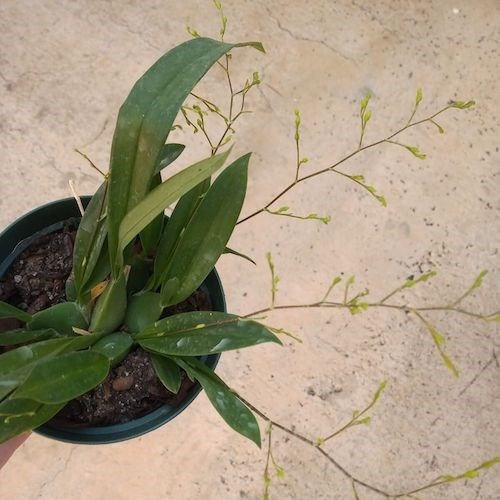 Orquídea Oncidium Twinkle (cores diversas)