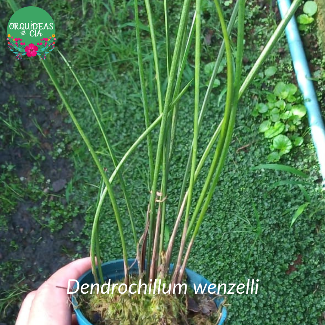 Orquídea Dendrochillum wenzelli