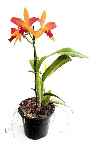 Orquídea Lc. Tropical Trick  ! Planta Adulta ! Flor Laranja