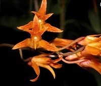 Bifrenaria aureofluva escura riscada