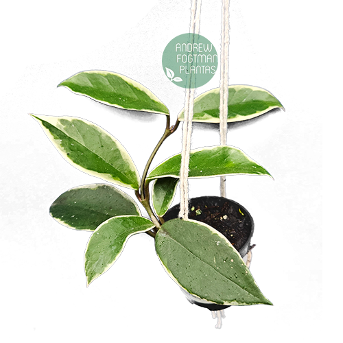 Combo das 4 carnosas - Flores de cera enraizadas