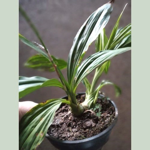 Phaius alba x Phaius tankervilleae (Capuz de Freira)