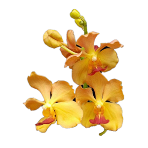 Orquídea Vanda Laranja - Muda