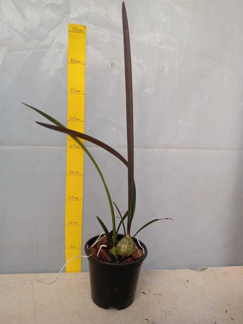 Orquídea Encyclia randii