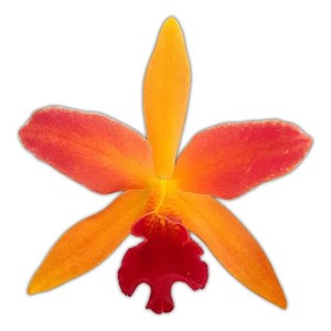 Orquídea Lc. Tropical Trick ! Planta Adulta ! Flor Laranja