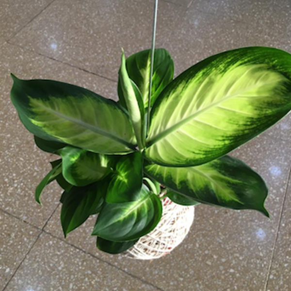 Kokedama de Folhagem Comigo-Ninguém-Pode