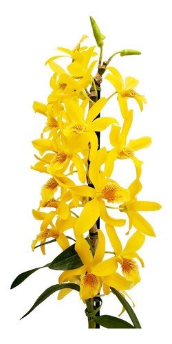 Orquídea Dendrobium Stardust Chyomi ! Planta Adulta !