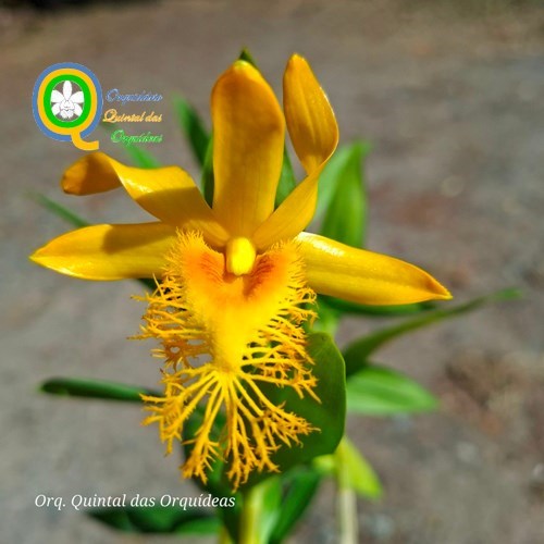 Dendrobium brymerianum - Adulto