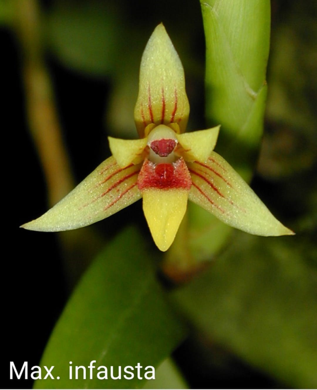 Orquídea Maxillaria infausta