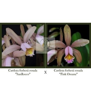 Cattleya forbesii rosada ("SanRocco" x "Pink Oreana")