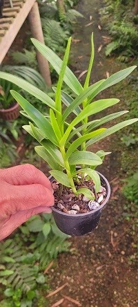 Epidendrum ( crsitatum x densiflorum )