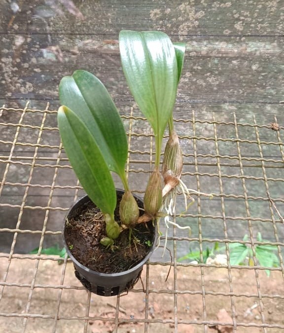 Bulbophyllum (lobbii x reticulatum)