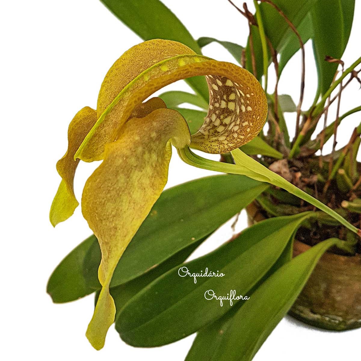 Orquídea Bulbophyllum grandiflorum Planta Adulta Com Vaso