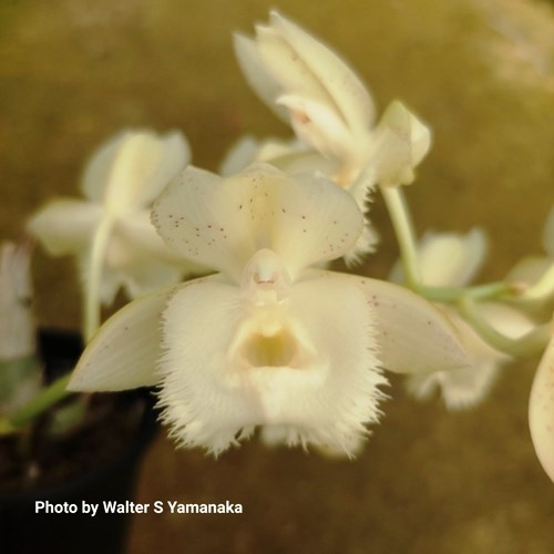 Clowesetum Cosmic Sunlight - Adulto