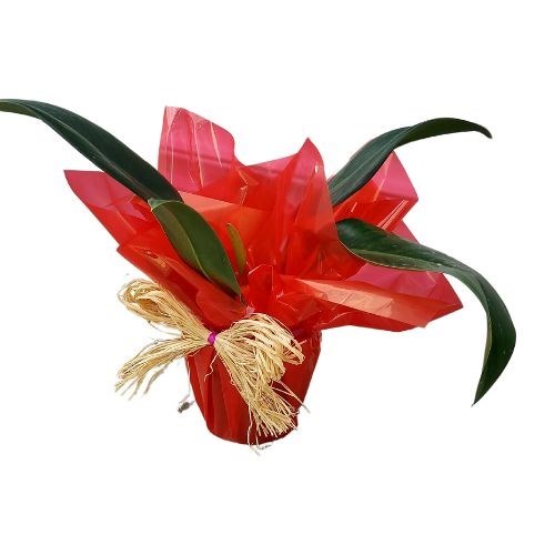 Folhagem Pacova para Presente Dia das Mães 