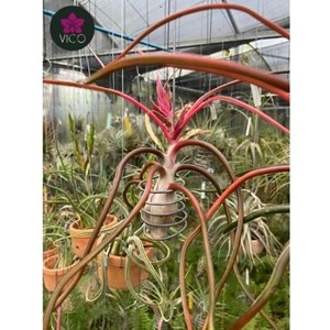 Tillandsia Belize