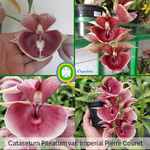 Catasetum Pileatum var. Imperial Pierre Couret - ADULTO