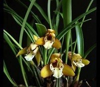 Brasiliorchis umilis ( ex Maxillaria gracilis )