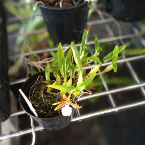 Dinema polibulbo (polybulbon)