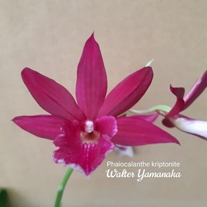 Phaiocalanthe kryptonite 'Chariot of Fire' - ADULTO