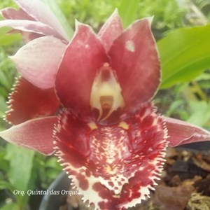 Catasetum Melana Davison - ADULTO