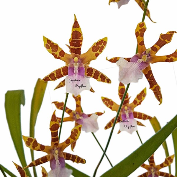 Orquídea Miltonia clowesii Planta Adulta Flor Amarela-marrom