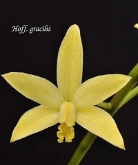 Hoffmannseggella gracilis