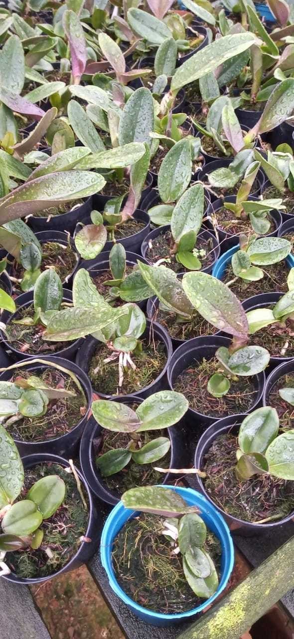 Orquídea Blc. Yamanashi x Lc. drumbeat