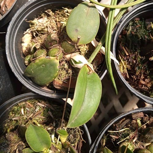 Sophronitis wittigiana