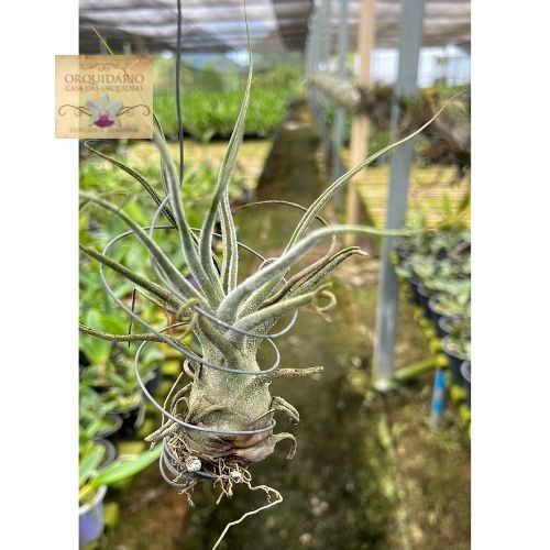 Tillandsia pruinosa