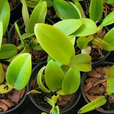 Myrmecophila christinae