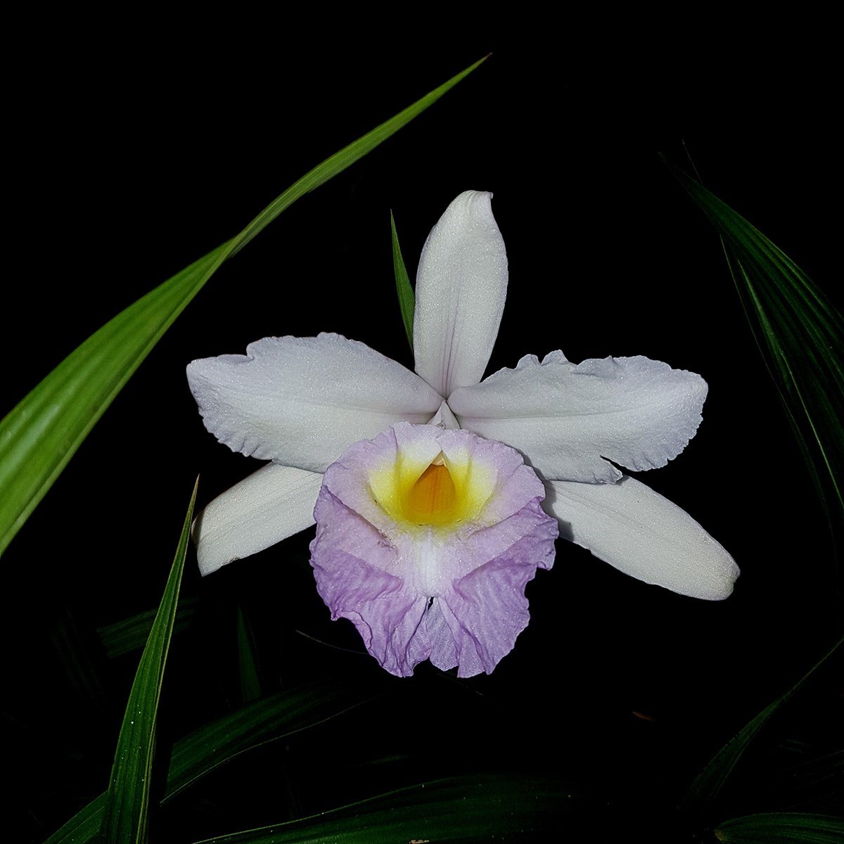 Orquídea Sobralia Mirabilis Entouceirada Planta Adulta