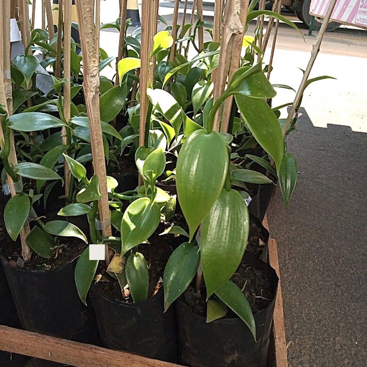 Orquídea Vanilla planifolia (baunilha mexicana)