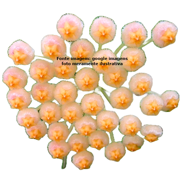 Flor de cera Hoya obscura - muda enraizada no pote nº 6