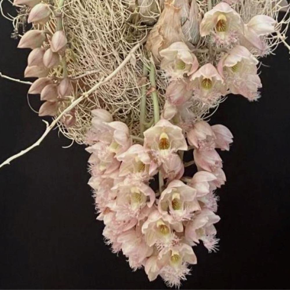 Clowesia Grace Dunn x Clowesia Rosea