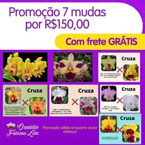 Promocao Kit com 7 mudas com FRETE GRATIS (Use o Cupom FRETE_GRATIS)
