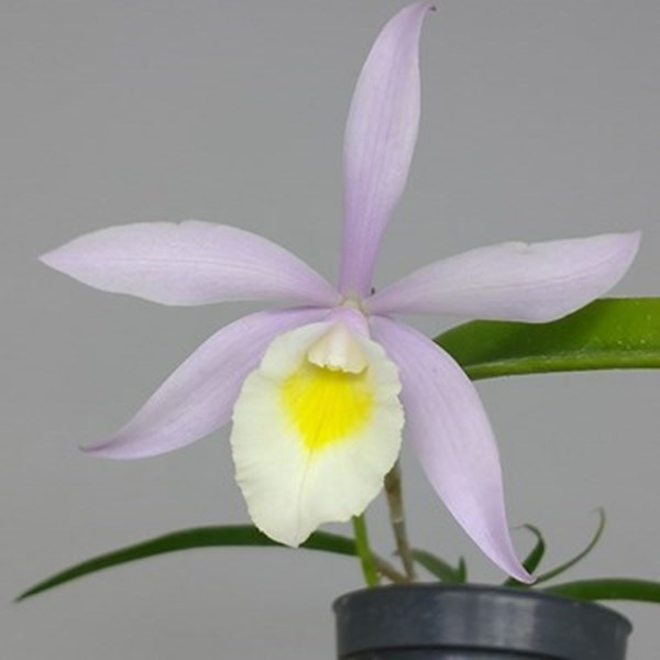 Orquídea Brassavola tuberculata x C. harrisoniana tipo