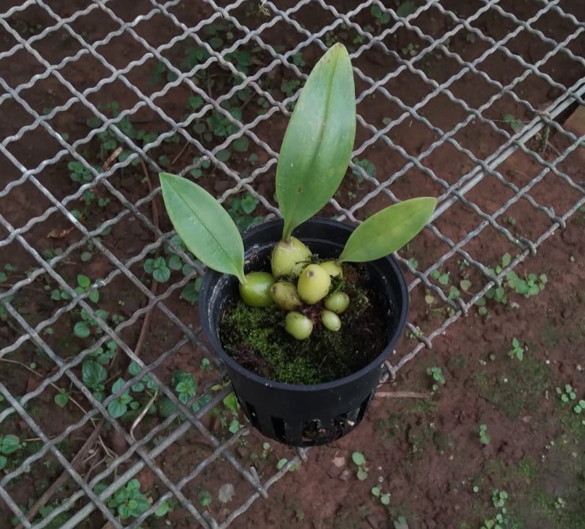 Bulbophyllum (siamense x cruentum)