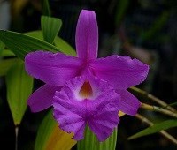 Sobralia macrantha