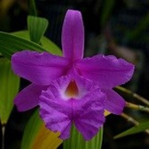 Sobralia macrantha