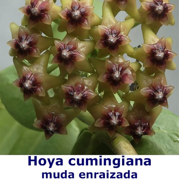 Flor de cera Hoya cumingiana muda enraizada no Pote nº 6