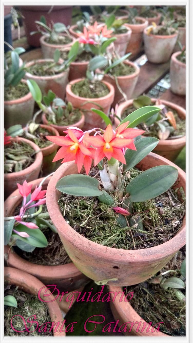 Orquídea Sophronitis cernua